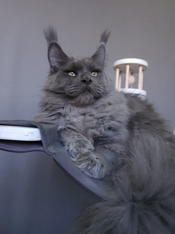 Diablo  Akbars - Kitten maine-coon 6.5 months