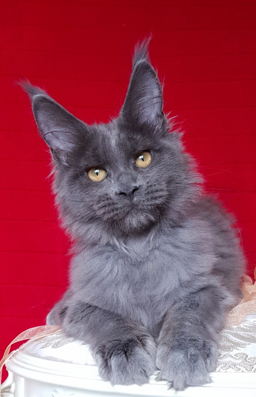 Dixie   Akbars - Kitten maine-coon 3 months 2.5 weeks