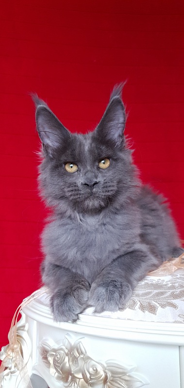 Dixie   Akbars - Kitten maine-coon 3 months 2.5 weeks