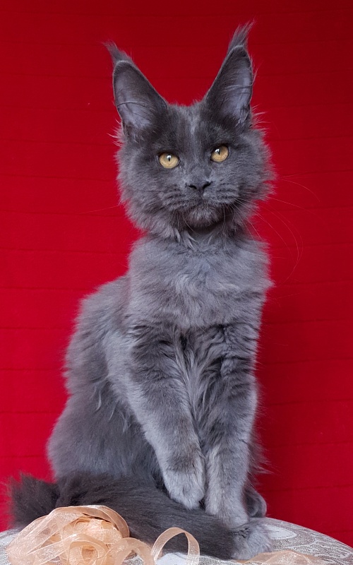 Dixie   Akbars - Kitten maine-coon 3 months 2.5 weeks