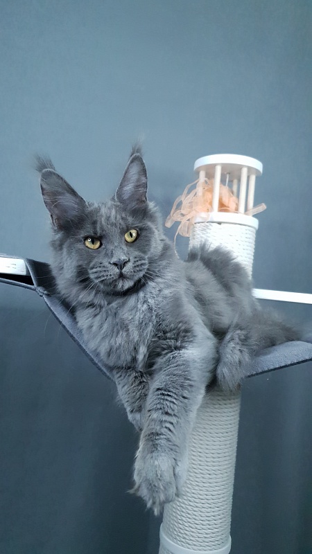 Dixie   Akbars - Kitten maine-coon 4 months 2.5 weeks