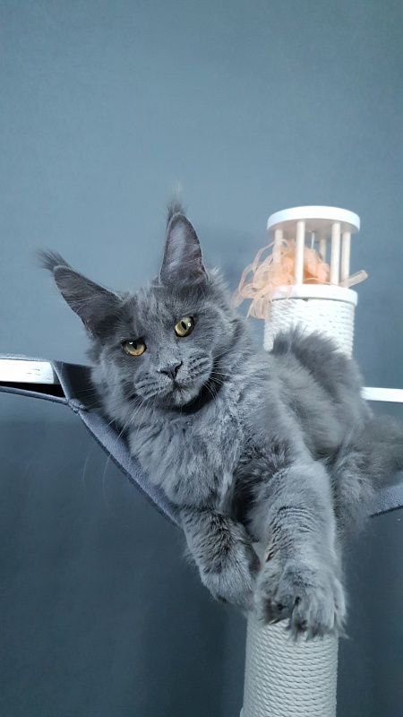 Dixie   Akbars - Kitten maine-coon 4 months 2.5 weeks