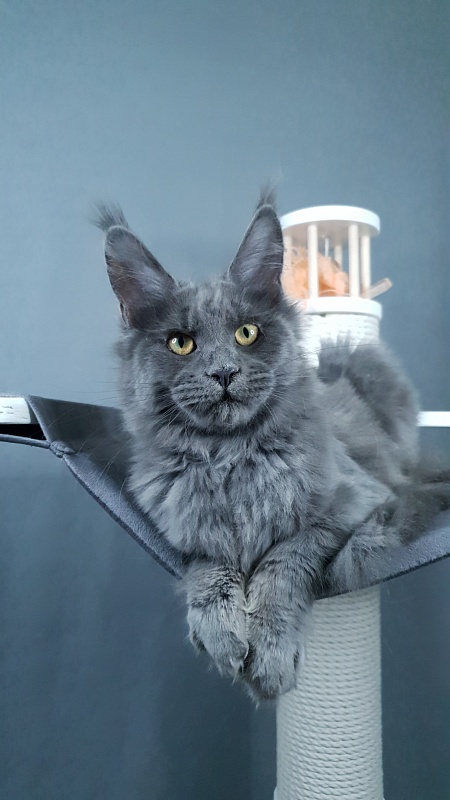 Dixie   Akbars - Kitten maine-coon 4 months 2.5 weeks