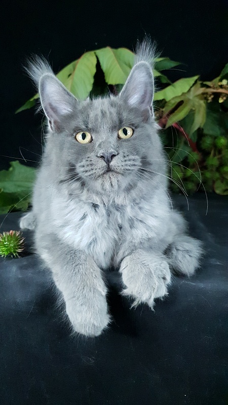 Darsi Star  Akbars - Kitten maine-coon 4 months 1 week