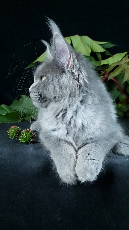 Darsi Star  Akbars - Kitten maine-coon 4 months 1 week