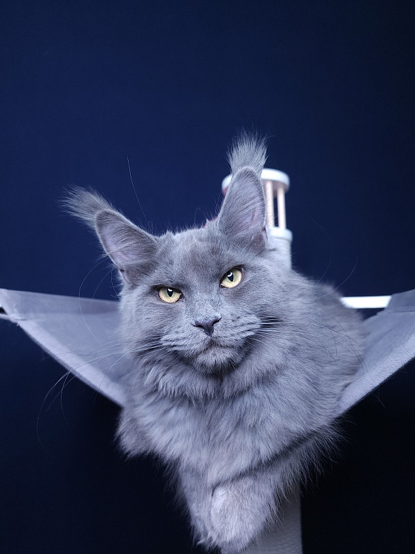 Darsi Star  Akbars - Kitten maine-coon 5 months 1.5 week