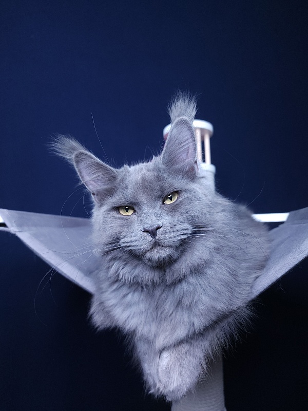 Darsi Star  Akbars - Kitten maine-coon 5 months 1.5 week