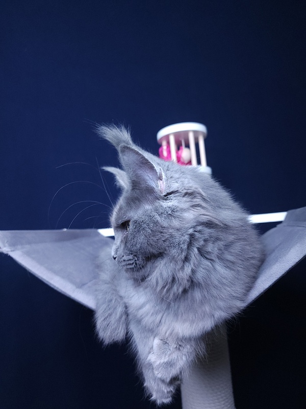 Darsi Star  Akbars - Kitten maine-coon 5 months 1.5 week