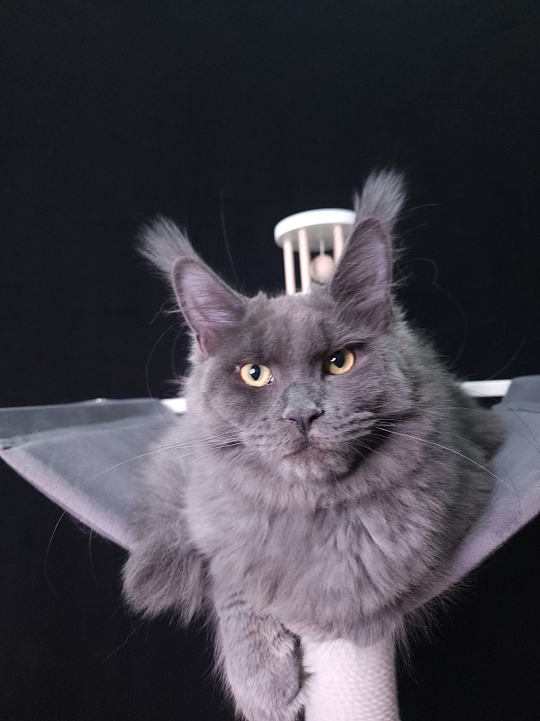 Darsi Star  Akbars - Kitten maine-coon 6 months 0.5 weeks