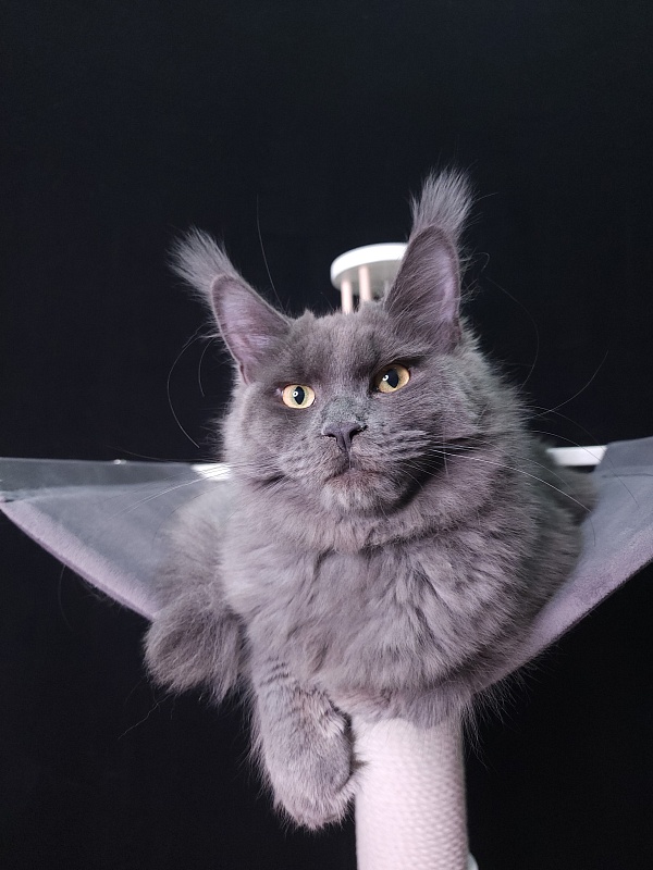 Darsi Star  Akbars - Kitten maine-coon 6 months 0.5 weeks