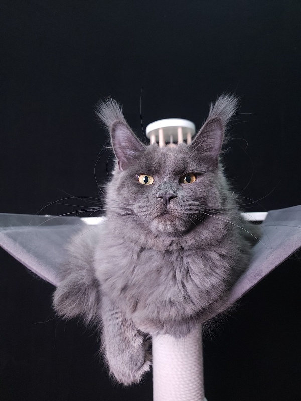 Darsi Star  Akbars - Kitten maine-coon 6 months 0.5 weeks