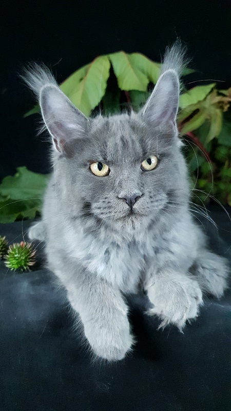 Darsi Star  Akbars - Kitten maine-coon 4 months 1 week