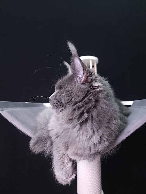 Darsi Star  Akbars - Kitten maine-coon 6 months 0.5 weeks