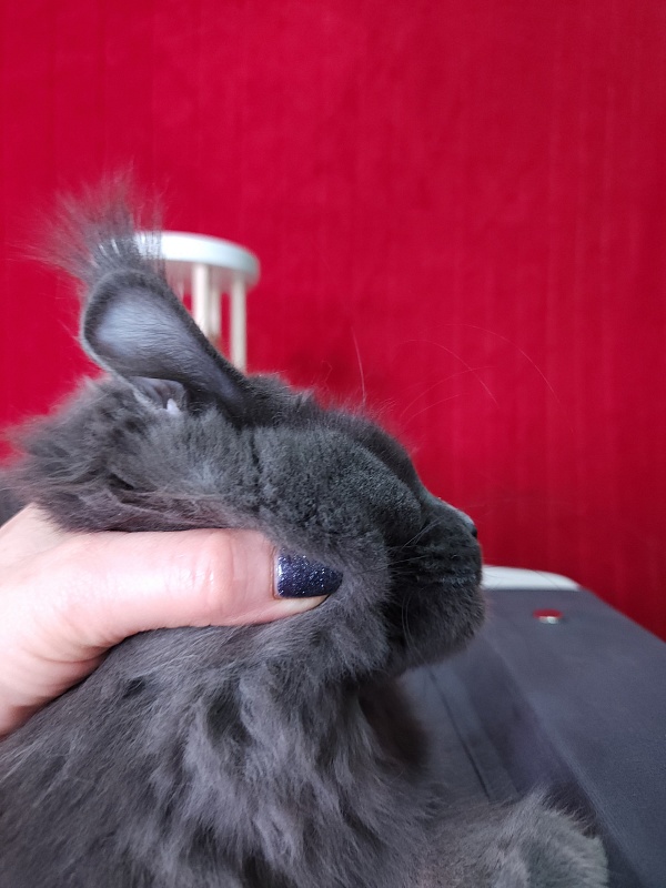 Darsi Star  Akbars - Kitten maine-coon 6 months