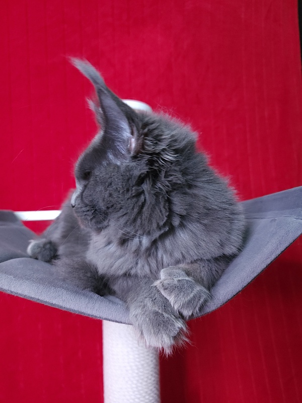 Darsi Star  Akbars - Kitten maine-coon 6 months