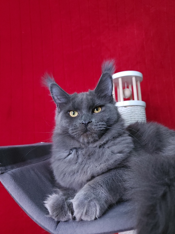 Darsi Star  Akbars - Kitten maine-coon 6 months