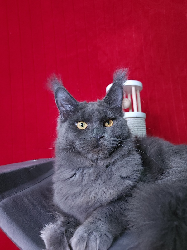 Darsi Star  Akbars - Kitten maine-coon 6 months