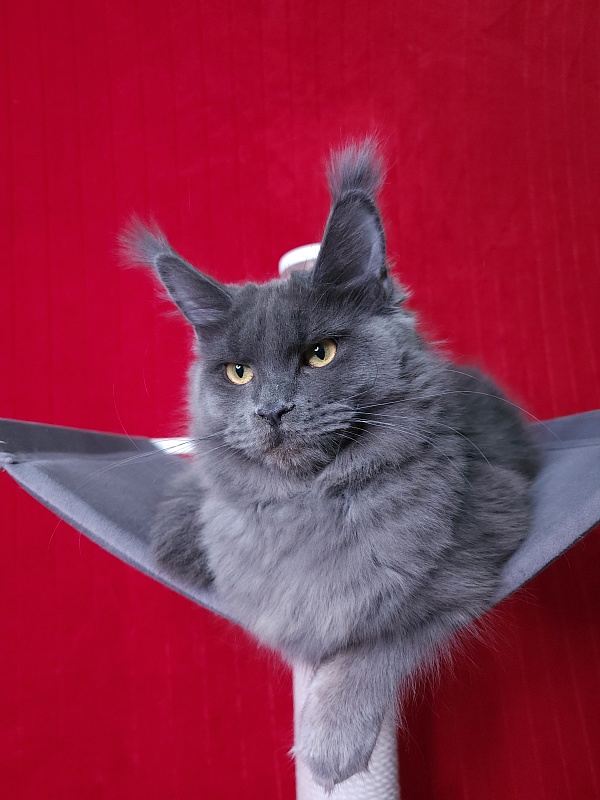 Darsi Star  Akbars - Kitten maine-coon 6 months