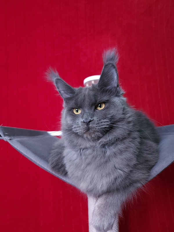 Darsi Star  Akbars - Kitten maine-coon 6 months