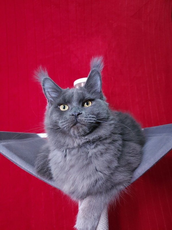 Darsi Star  Akbars - Kitten maine-coon 6 months