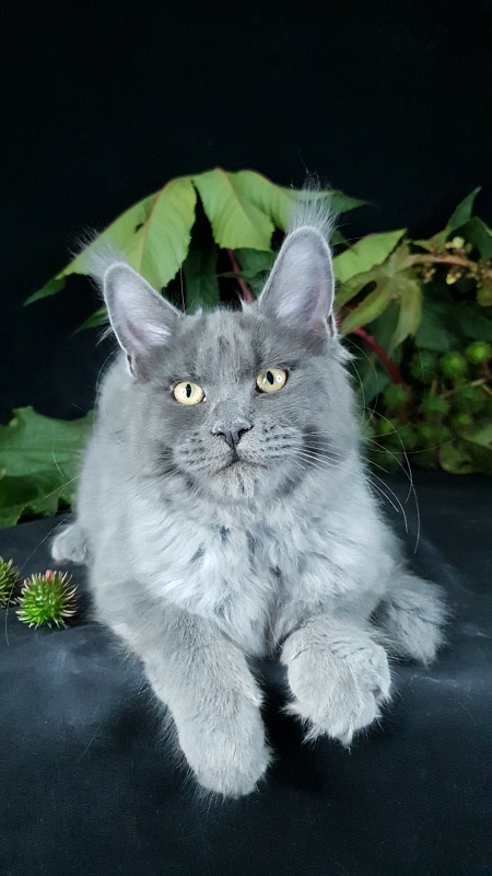 Darsi Star  Akbars - Kitten maine-coon 4 months 1 week