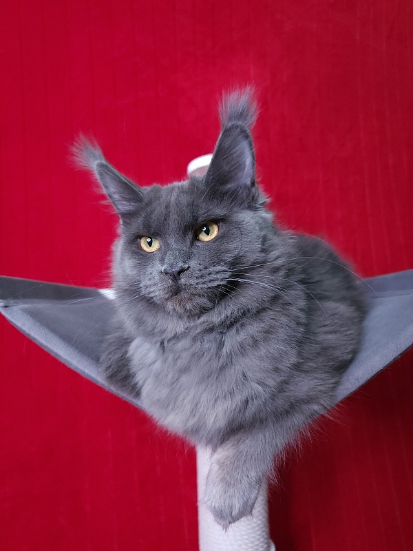 Darsi Star  Akbars - Kitten maine-coon 6 months