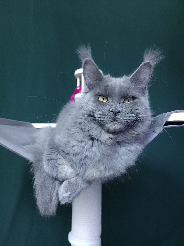 Darsi Star  Akbars - Kitten maine-coon 6 months 3 weeks