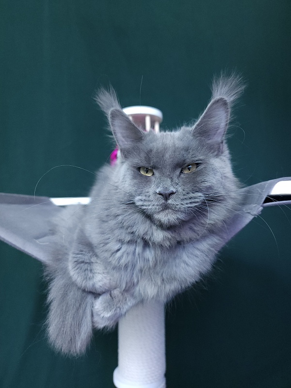 Darsi Star  Akbars - Kitten maine-coon 6 months 3 weeks