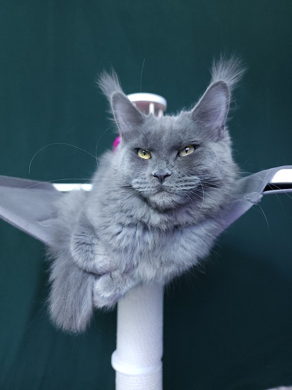 Darsi Star  Akbars - Kitten maine-coon 6 months 3 weeks