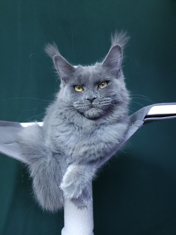 Darsi Star  Akbars - Kitten maine-coon 6 months 3 weeks