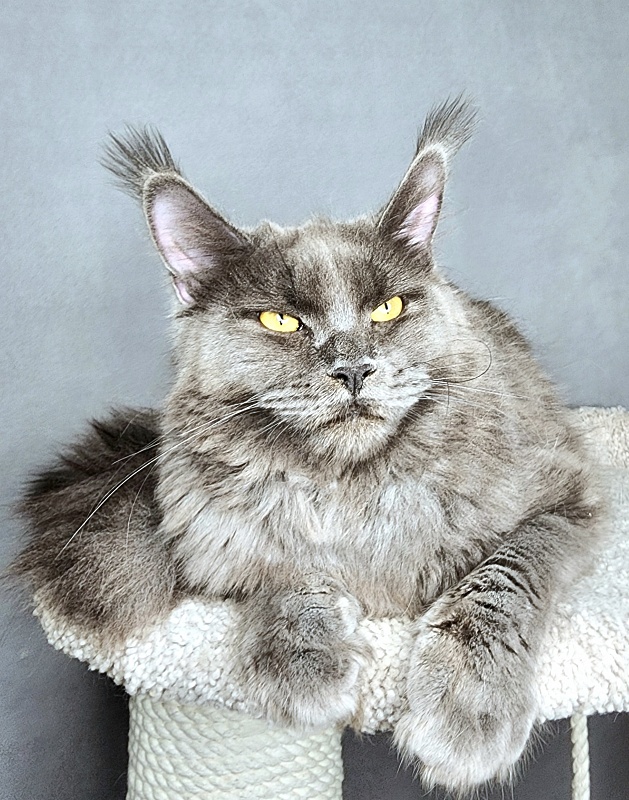Darsi Star  Akbars - Junior maine-coon 8 months 2 weeks