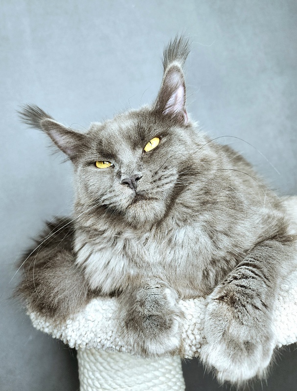 Darsi Star  Akbars - Junior maine-coon 8 months 2 weeks