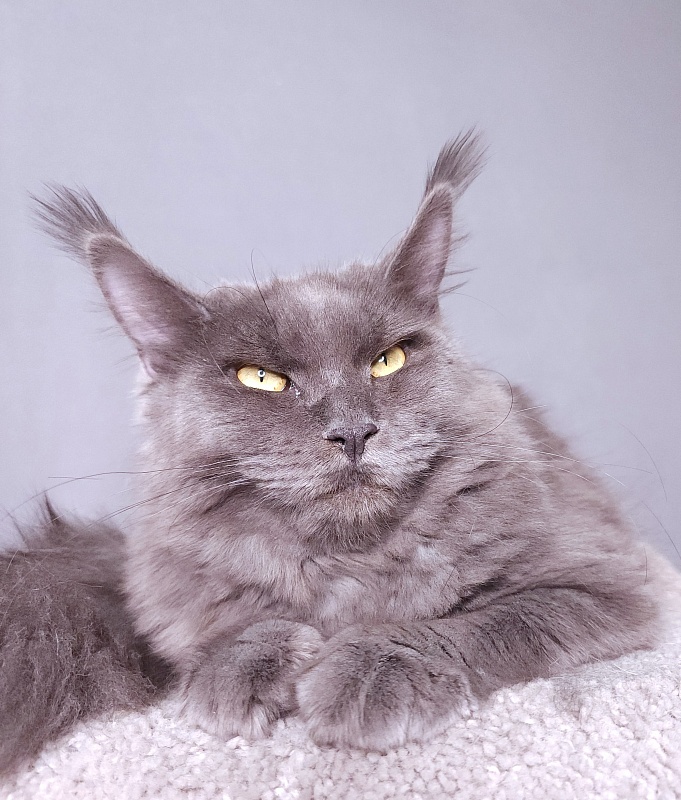 Darsi Star  Akbars - Junior maine-coon 8 months 2 weeks