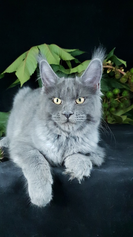 Darsi Star  Akbars - Kitten maine-coon 4 months 1 week