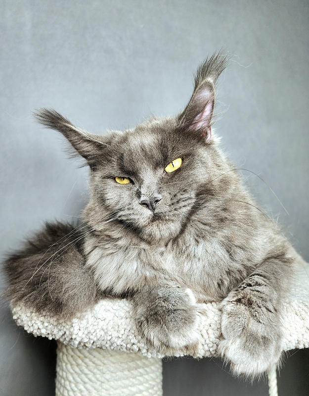 Darsi Star  Akbars - Junior maine-coon 8 months 2 weeks