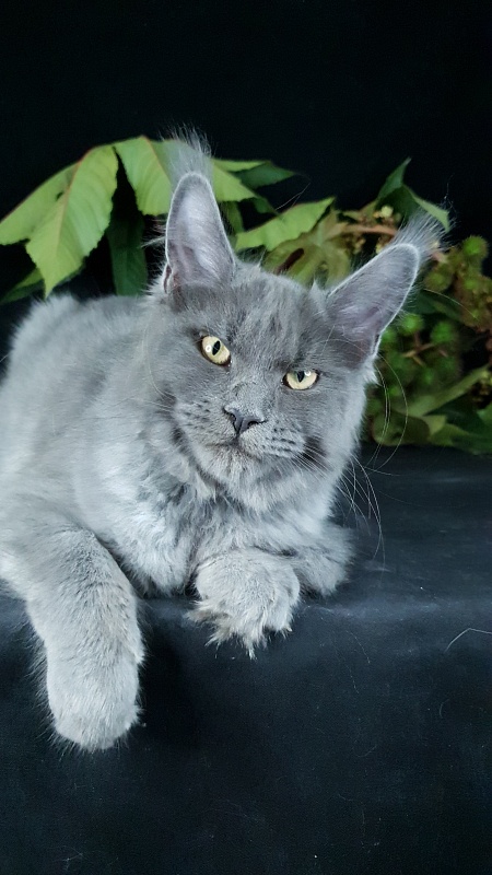 Darsi Star  Akbars - Kitten maine-coon 4 months 1 week