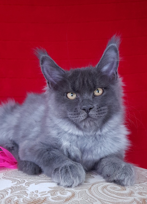 Darsi Star  Akbars - Kitten maine-coon 3 months 2.5 weeks