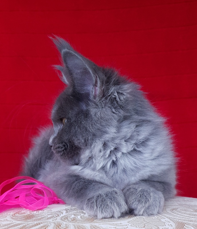 Darsi Star  Akbars - Kitten maine-coon 3 months 2.5 weeks