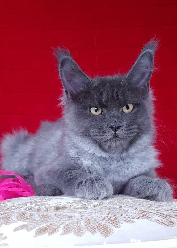 Darsi Star  Akbars - Kitten maine-coon 3 months 2.5 weeks
