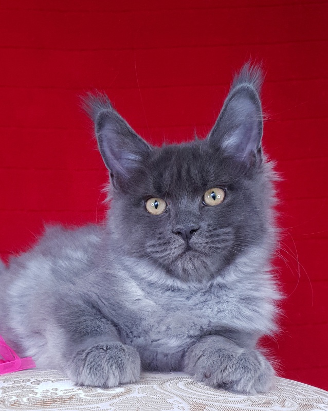 Darsi Star  Akbars - Kitten maine-coon 3 months 2.5 weeks