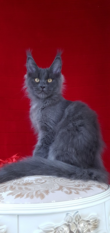 Deka  Akbars - Kitten maine-coon 3 months 2.5 weeks