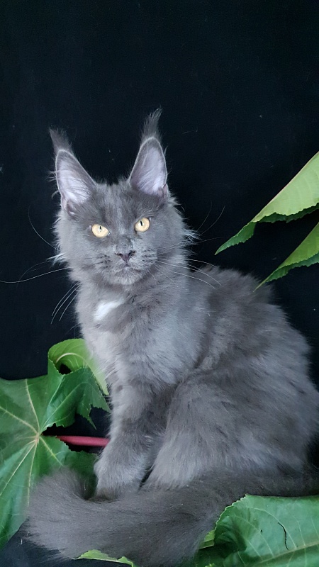 Deka  Akbars - Kitten maine-coon 4 months 1 week