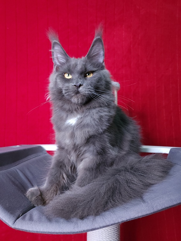 Deka  Akbars - Kitten maine-coon 6 months