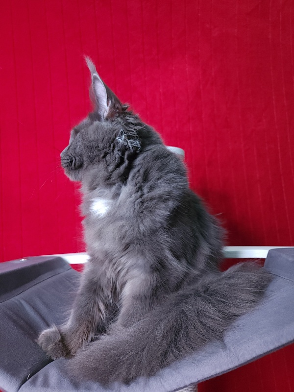 Deka  Akbars - Kitten maine-coon 6 months