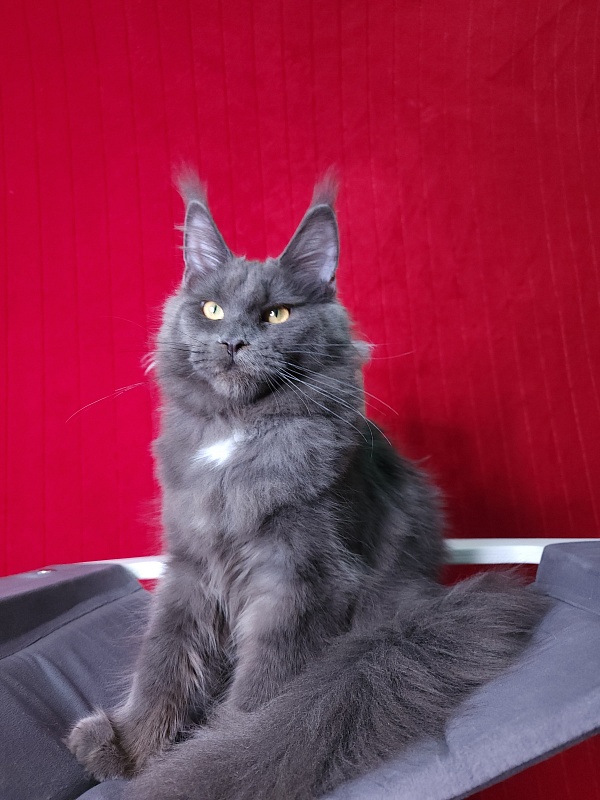 Deka  Akbars - Kitten maine-coon 6 months