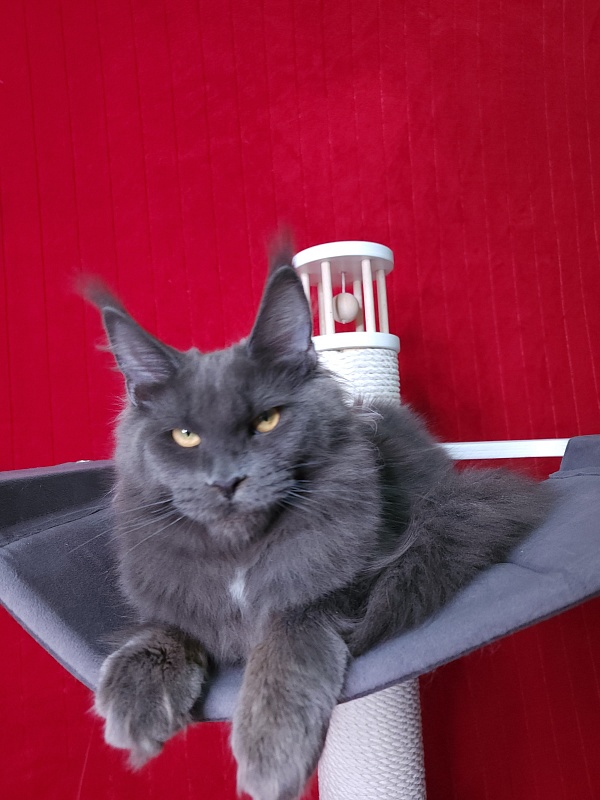 Deka  Akbars - Kitten maine-coon 6 months