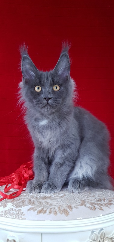 Deka  Akbars - Kitten maine-coon 3 months 2.5 weeks