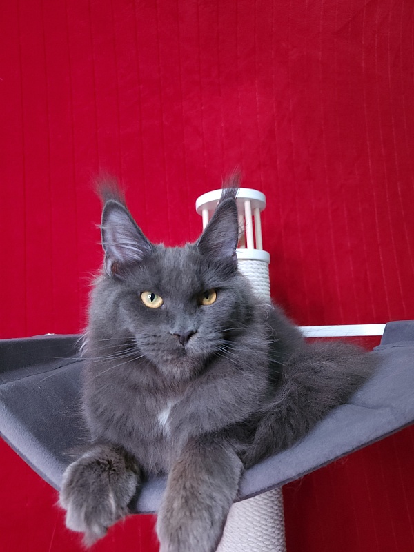 Deka  Akbars - Kitten maine-coon 6 months