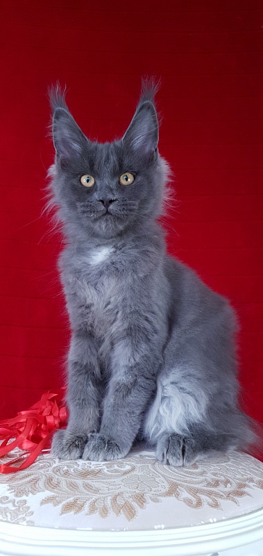 Deka  Akbars - Kitten maine-coon 3 months 2.5 weeks