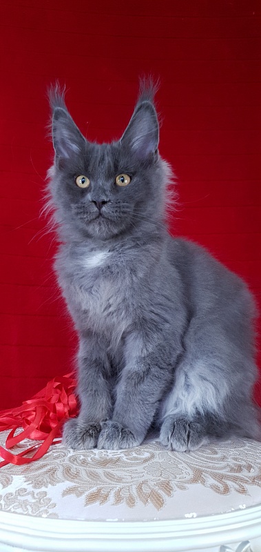 Deka  Akbars - Kitten maine-coon 3 months 2.5 weeks